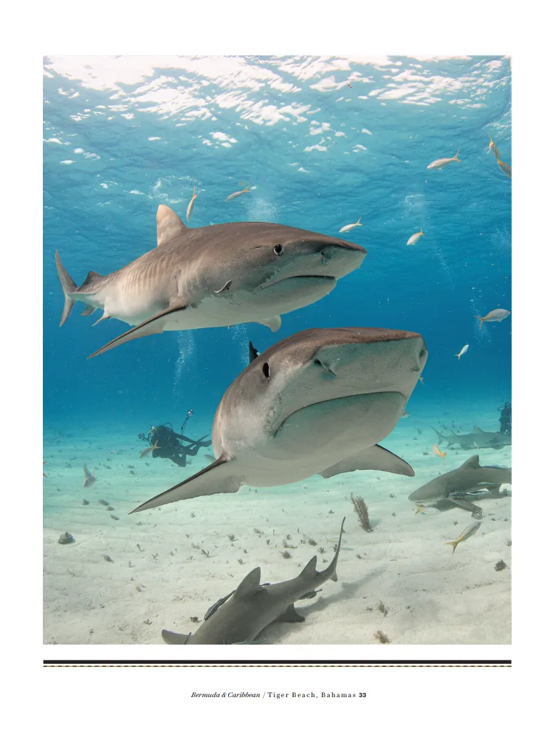 Guy Harvey's Underwater World