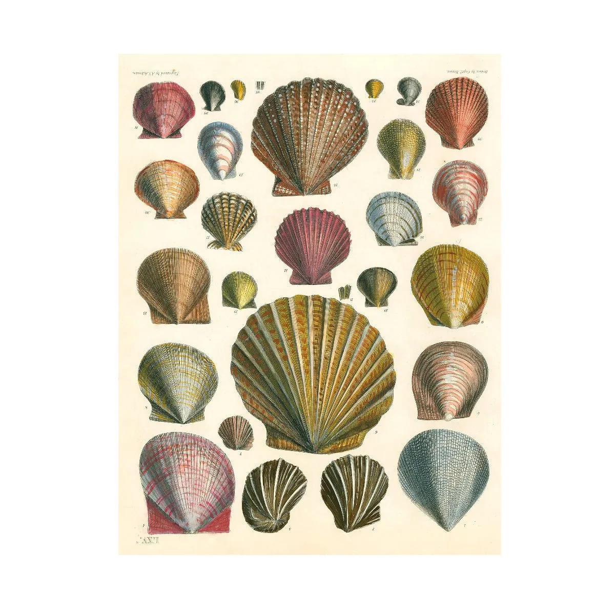 John Derian Wrapping Paper & Gift Tags Book