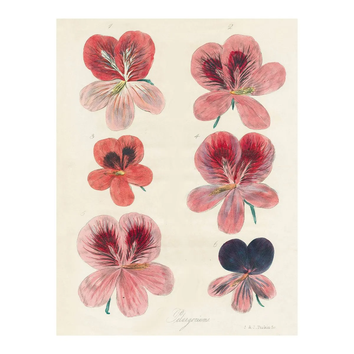 John Derian Wrapping Paper & Gift Tags Book