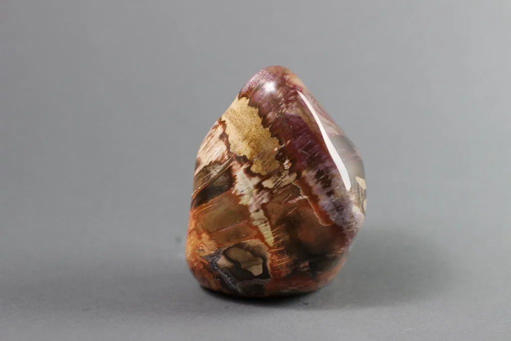 Petrified Wood, Madagascar - 4.6"